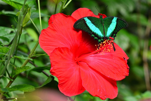 motýl na ibiškovém květu
