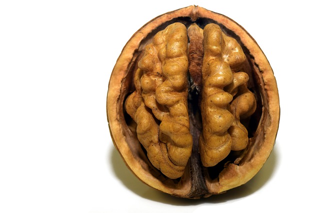 ořech jako mozek